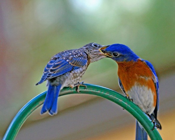 Why do Eastern Bluebirds suddenly appear, every time you are near ...